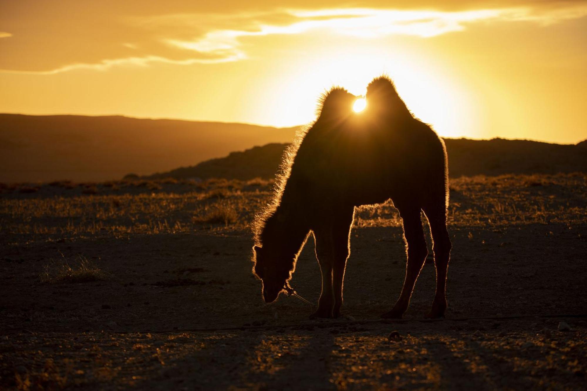 Отель Gobi-Girl Улан-Батор Экстерьер фото