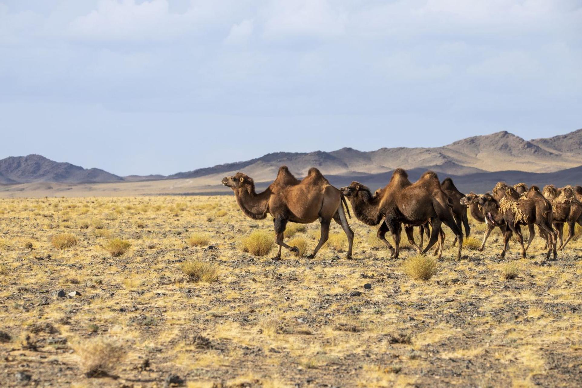 Отель Gobi-Girl Улан-Батор Экстерьер фото